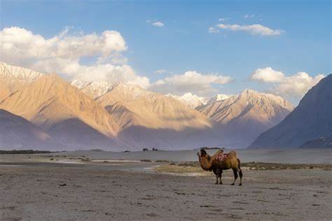 Tailored Cultural & Adventure Tours India singila
