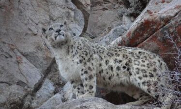 snow leopard leh ladakh photography