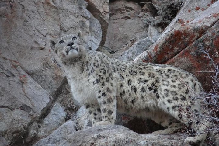 snow leopard leh ladakh photography